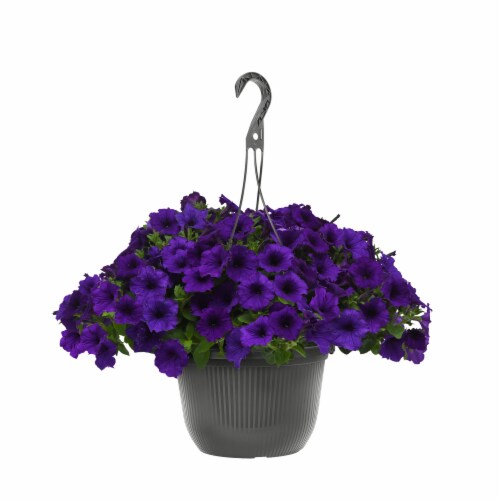 Blue Petunia in Hanging Basket Perspective: front