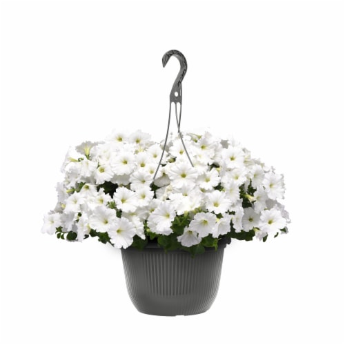 White Petunia in Hanging Basket Perspective: front