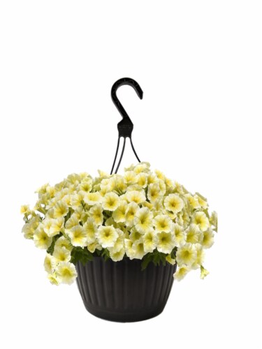 Andy Mast Greenhouses Yellow Petunia Hanging Basket (Approximate Delivery is 2-7 Days) Perspective: front