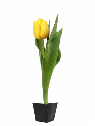 Potted Tulip - Yellow Perspective: front