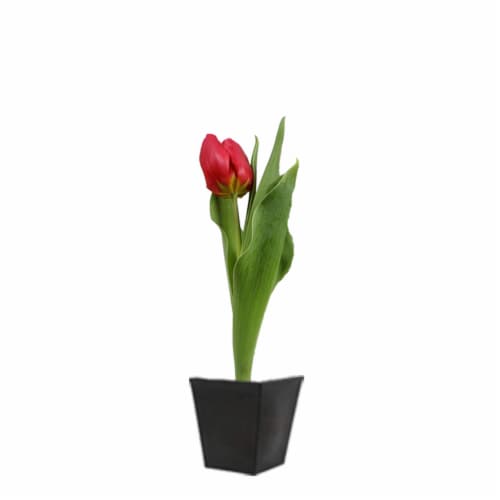 Potted Tulip - Red Perspective: front