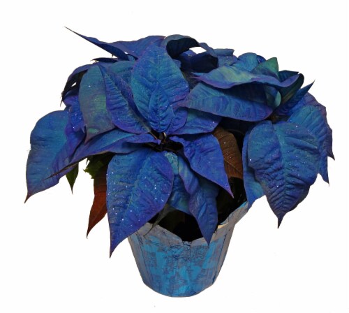 Blue poinsettia deals