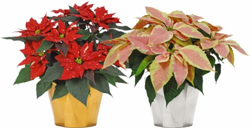 Andy Mast Greenhouses Poinsettia Perspective: front