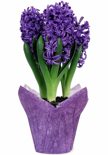 Blue Hyacinth Potted Plant Approximate Delivery is 2 7 Days 6 in pot Mariano s