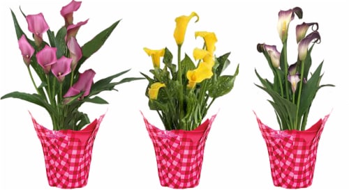 Calla Lily Plant Perspective: front