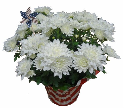 Memorial Day Mums Perspective: front