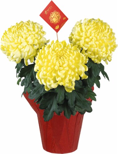Andy Mast Greenhouse Lunar New Year Mum Perspective: front