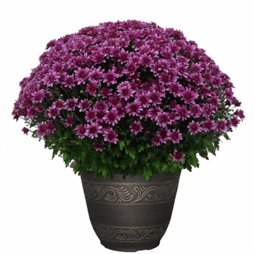 Amst Platinum Mum Euro Plant Perspective: front