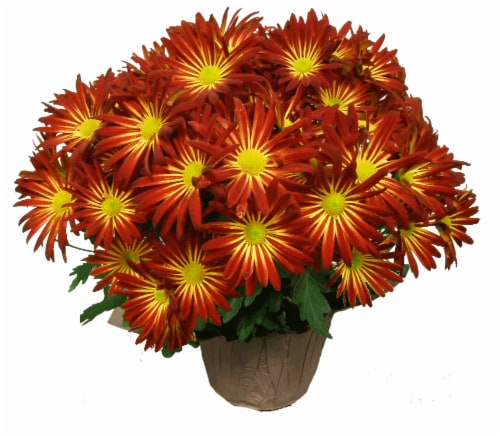 Premium Florist Pelee Mums Perspective: front