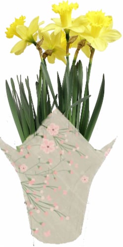Andy Mast Greenhouses Potted Yellow Daffodil Approximate Delivery Is 2 7 Days 6 Inch Pot Kroger
