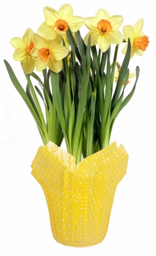 Potted Daffodil Perspective: front
