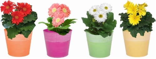 Potted Gerbera Daisy Perspective: front