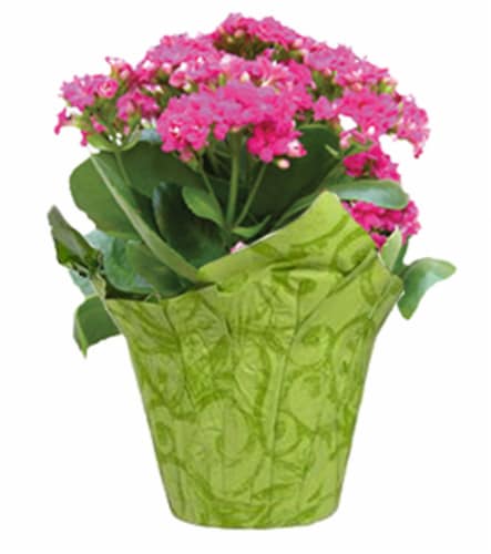 Kalanchoe Plant Perspective: front