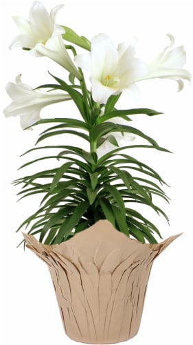 Easter Lily - 6 inch pot Perspective: front