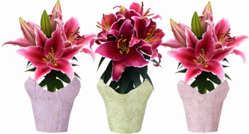 Lily Hybrid Oriental Perspective: front