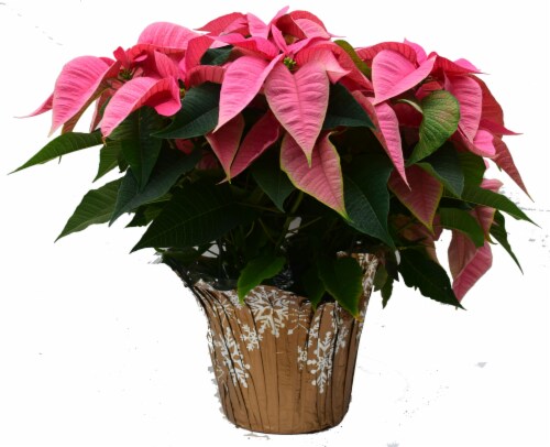 Potted Poinsettia - Assorted Colors Perspective: front