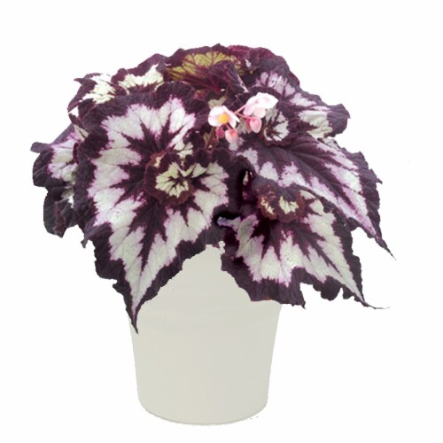 Andy Mast Greenhouses Rex Begonia Potted Plant Perspective: front
