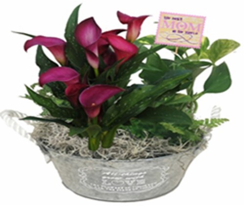 Potted Calla Lily in Mother's Day Pot Perspective: front