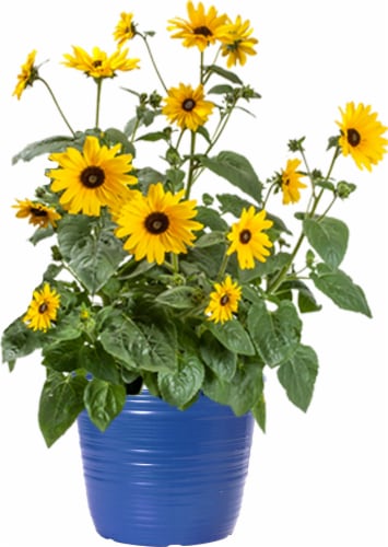 Fresh Live Sunflower Plant in Pot Perspective: front