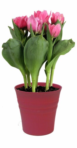 Pink Tulips in 6 inch Pot Perspective: front