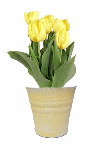 Yellow Tulips in 6 inch Pot Perspective: front