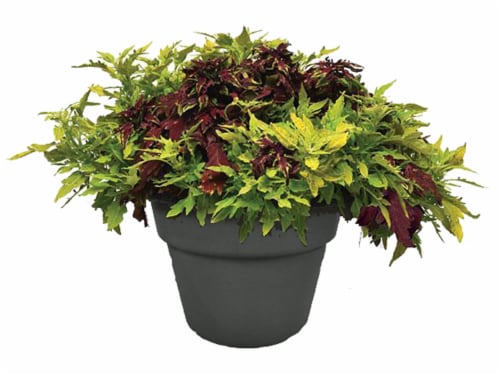 Andy Mast Greenhouses Coleus Planter Perspective: front