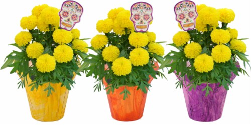 Marigold 6 In Dia De Los Muertos Perspective: front