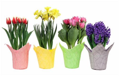 Bulbs in Wrap - Assorted Colors Perspective: front