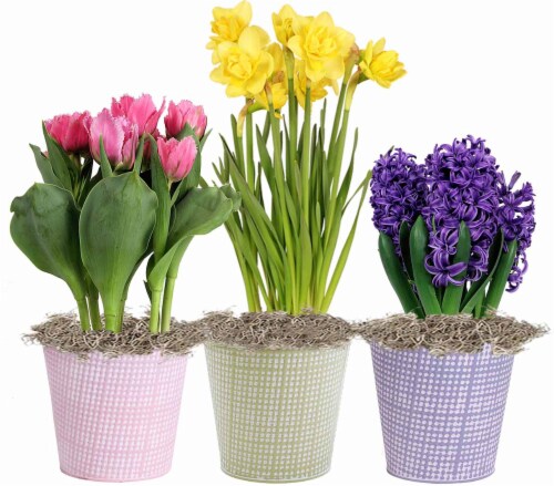 Andy Mast Greenhouses Bulb Assorted Tin Perspective: front
