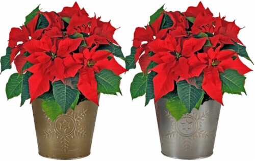 Andy Mast Greenhouses Poinsettia in Galvanized Tin Perspective: front