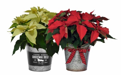 Vintage Tin Potted Poinsettia Perspective: front