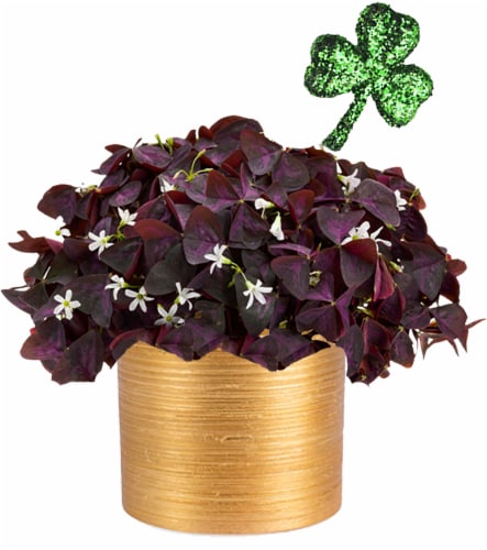 4 Inch Oxalis Perspective: front