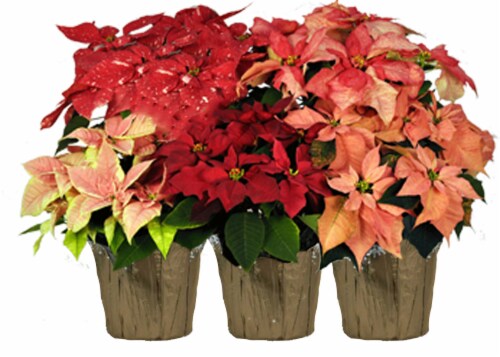 Novelty Poinsettia - Assorted Perspective: front