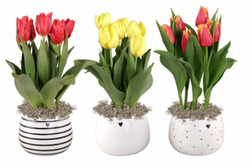 Valentine Ceramic Potted Tulip - Assorted Perspective: front