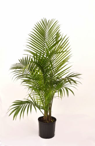 Fresh Majesty Palm Foliage Plant in 10 inch Pot Perspective: front