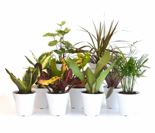 Plant Solutions Inc. Foliage in Plastic Cover - Assorted Perspective: front