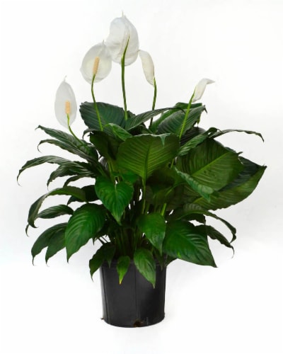 Fresh Spathiphyllum Peace Lily Foliage Plant in 10 inch Pot Perspective: front