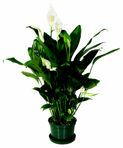 Spathiphyllum Perspective: front