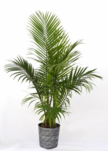 Plant Solutions Inc. HD Majesty Palm Perspective: front