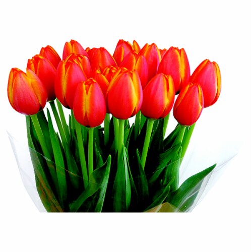 Tulip Bouquet Perspective: front