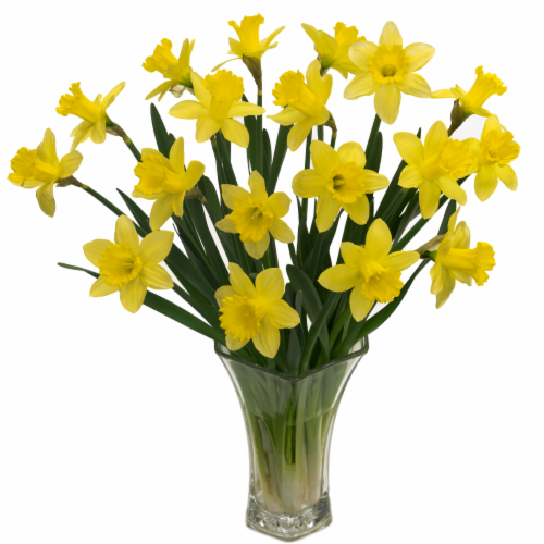 Daffodils Perspective: front
