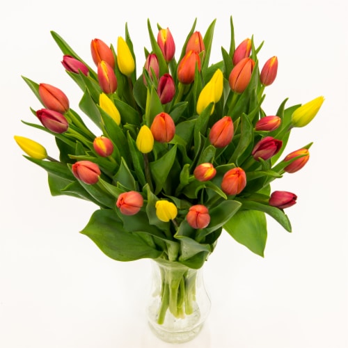 Rainbow Tulip Perspective: front