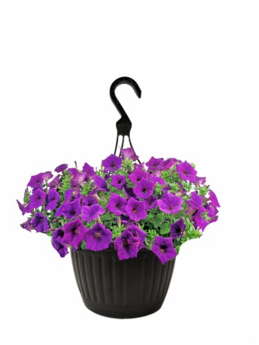 Purple Petunia Hanging Basket Perspective: front