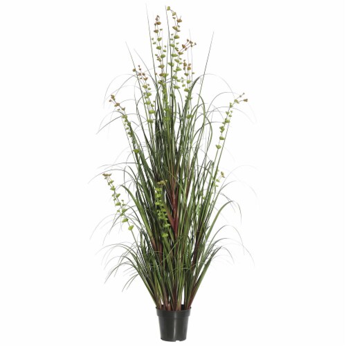 60  Eucalyptus Grass Potted - TN170260 Perspective: front