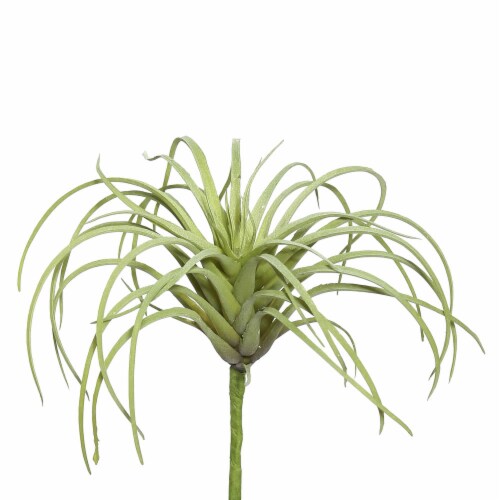 5  Tillandsia Pick Pk/6 - FE171801-6 Perspective: front