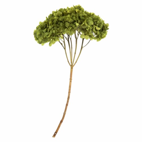 15  Basil Hydrangea Stem Perspective: front