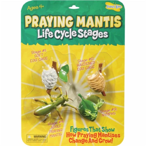 Insect Lore Mantis Life Cycle Stages Perspective: front
