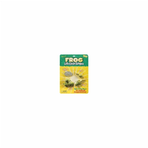Insect Lore Life Cycle Stages-Frog Perspective: front