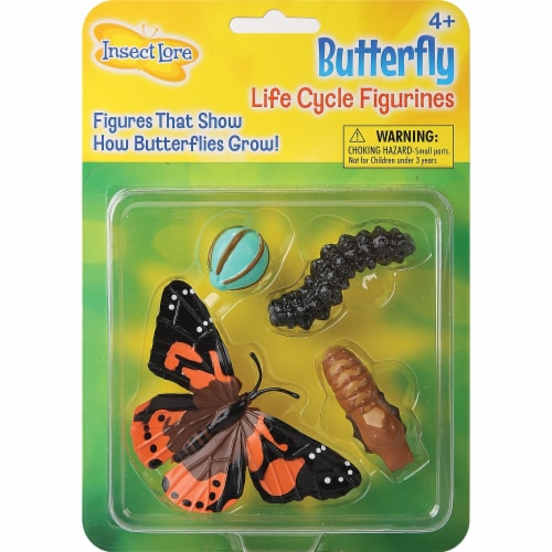 Insect Lore Butterfly Life Cycle Stages Perspective: front