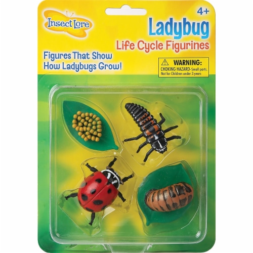 Insect Lore Ladybug Life Cycle Stages Perspective: front